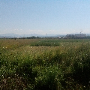 SHITET toke ne autostraden Durres-Tirane